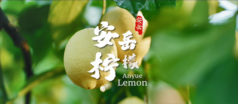 In Anyue,I have a date with Lemon!