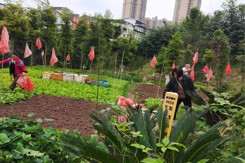 射洪市太和街道涼帽山社區(qū)開展河道環(huán)境整治專項行動