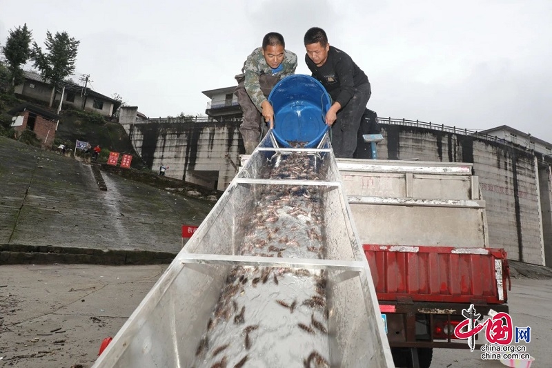 改善水域生態(tài)環(huán)境 5萬(wàn)尾魚苗投放渠江