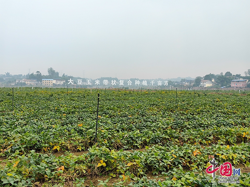 自贡富顺县：海棠社区套作示范点即将迎来大豆丰收