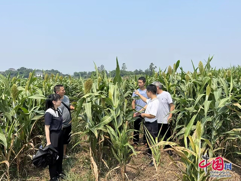 自贡市贡井区多举措全力抓好晚秋粮食生产保丰收