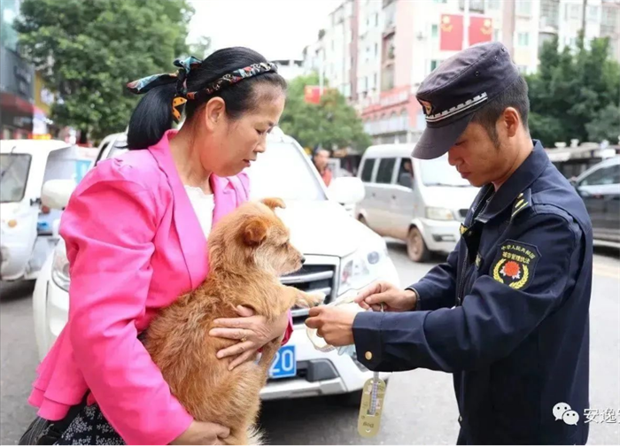 摸排轉(zhuǎn)移大型、烈性犬12只 安居區(qū)開展犬只管理專項行動