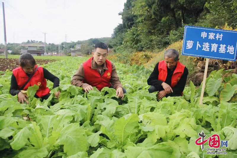 自贡市大安区团结镇“小”萝卜促“大”增收