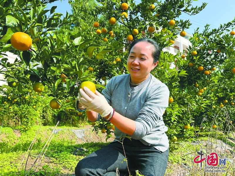 四川南部縣：柑橘紅了 線上線下銷售旺