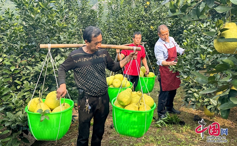 “柚”到採摘時！合江30余萬畝真龍柚成熟上市