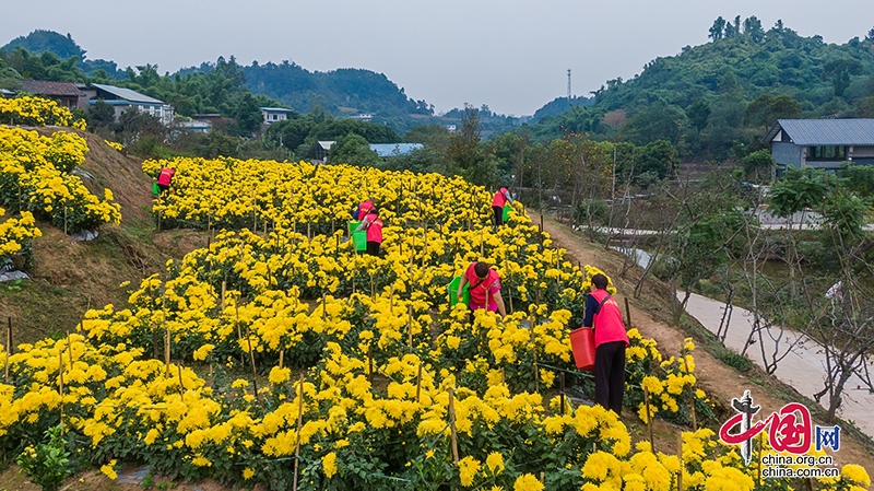 自贡沿滩区：打造300亩近郊花卉产业园 菊花带来致富的希望