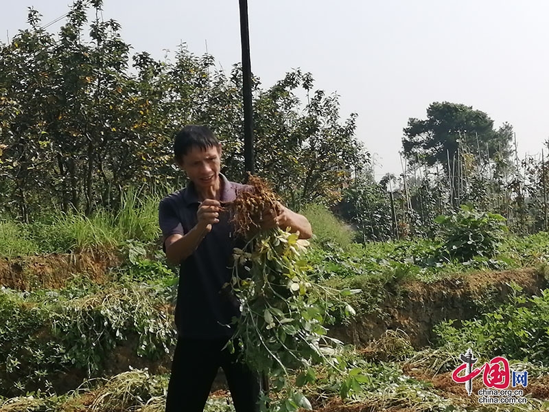 瀘縣海潮鎮(zhèn)：萬畝花生地結出致富“金果果”