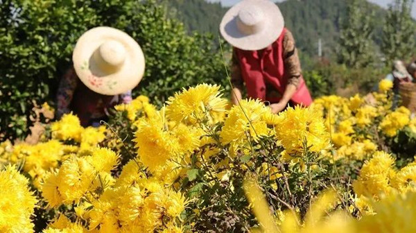 滿地盡披“黃金甲”！土門埡村金絲皇菊豐收啦！