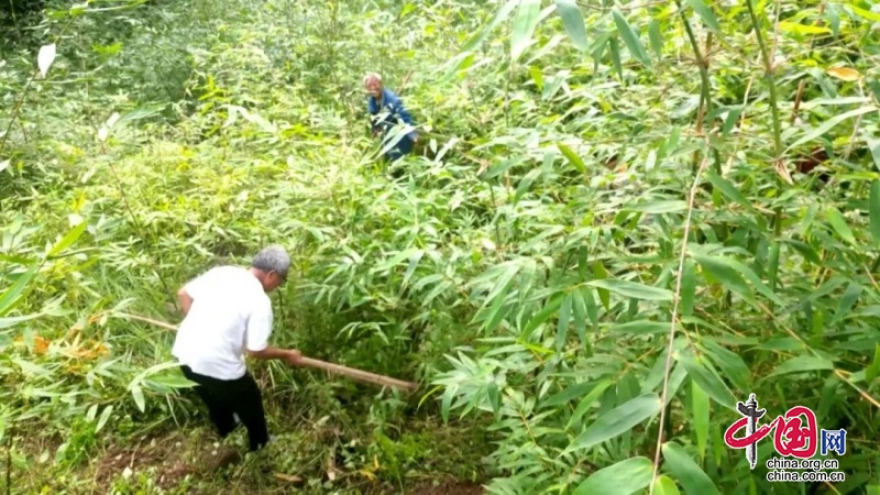 四川渠县：未来两年竹产业将发展到50万亩