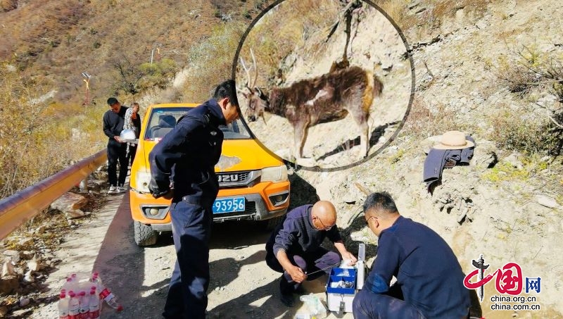 甘孜新龙：“神兽”受伤被困江边获警民携手暖心救助