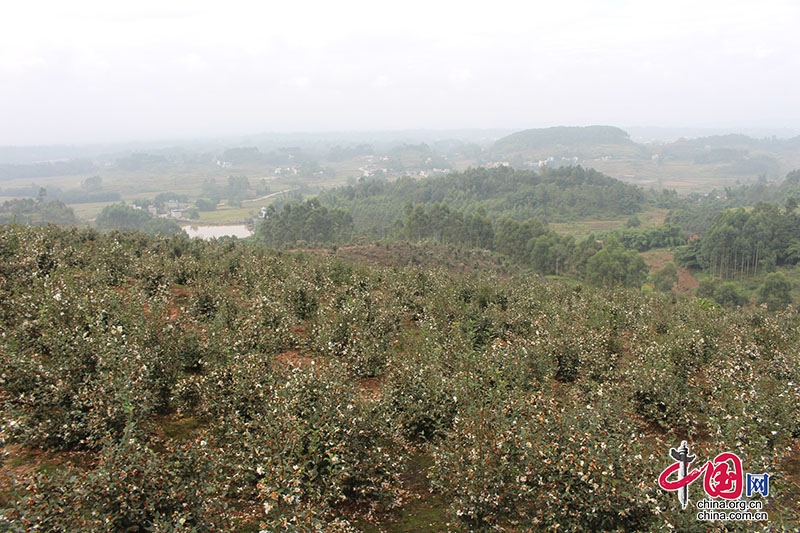 瀘縣福集鎮：千畝油茶繪出鄉村振興好“豐”景
