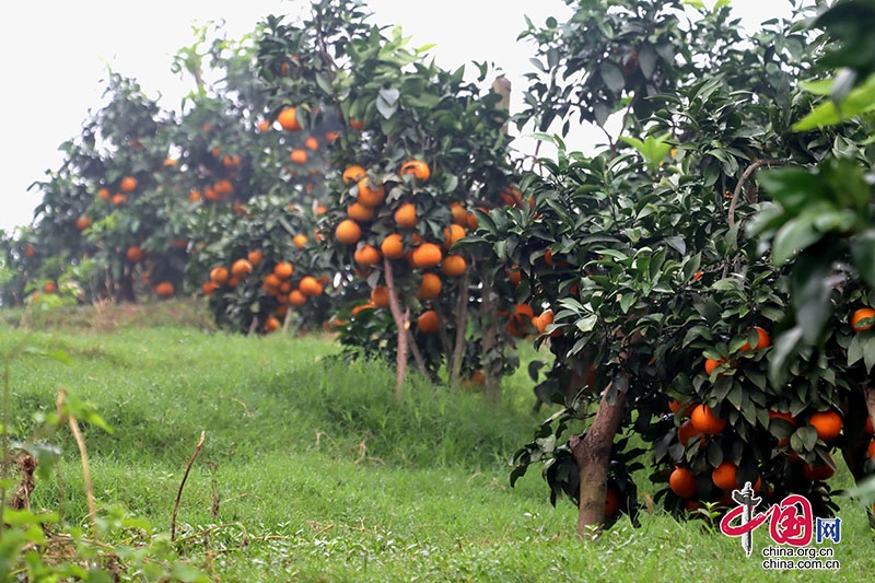 泸县牛滩镇：“橙”意满满 乡贤助力柑橘丰收