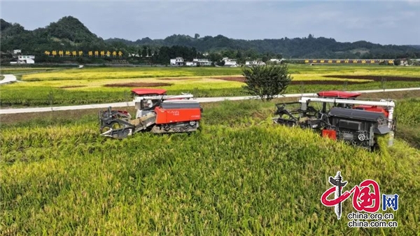 萬畝良田冬種忙 高產(chǎn)糧倉育希望——蹲點雅安市名山區(qū)萬畝糧經(jīng)復(fù)合現(xiàn)代農(nóng)業(yè)園區(qū)