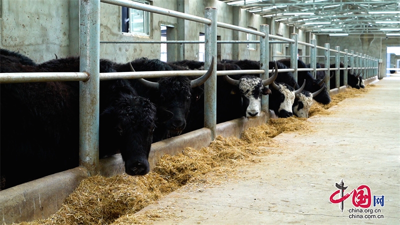 甘孜新龙：牦牛产业高质量发展 唱响乡村振兴的“牧歌”