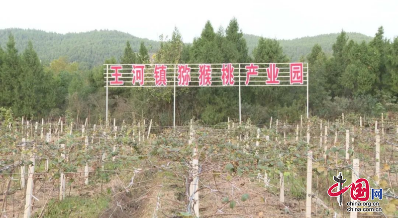 剑阁县王河镇：不断加大果树管护力度  持续推动产业提质增效