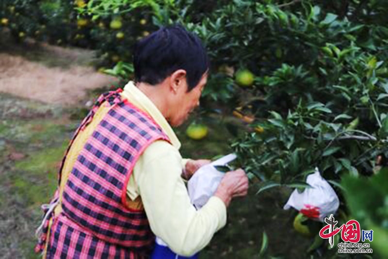 泸县毗卢镇：柑橘穿上“防身衣” 保质保量迎丰收