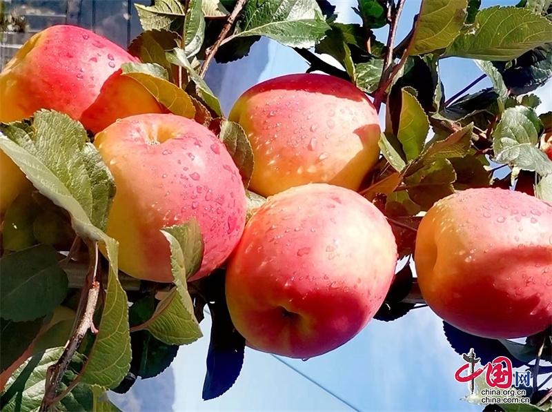 茂县：苹果丰收挂满枝优良品种助增收