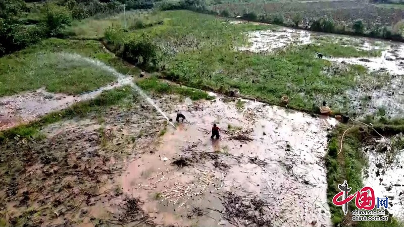 岳池5000畝蓮藕唱響豐收曲