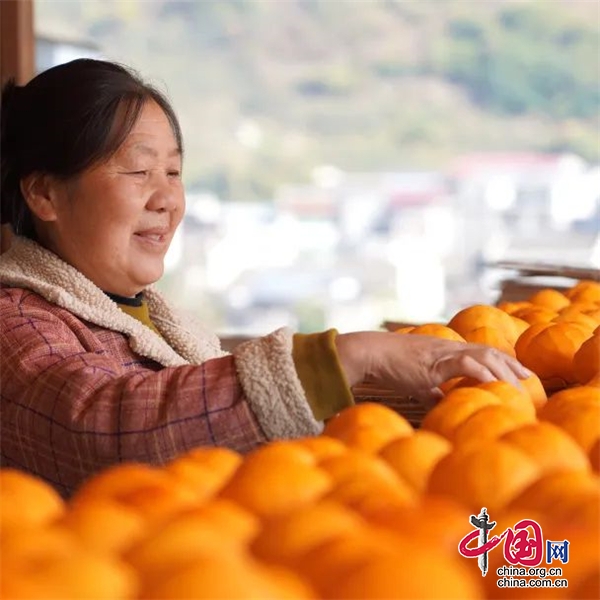 漢源宜東鎮(zhèn)：又是一年柿子紅