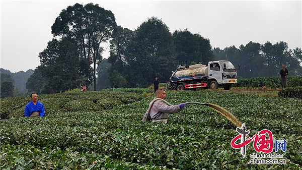 雅安名山區(qū)：提升耕地質量 提高茶葉品質 中峰鎮(zhèn)綠色種養(yǎng)循環(huán)農(nóng)業(yè)試點項目有序推進