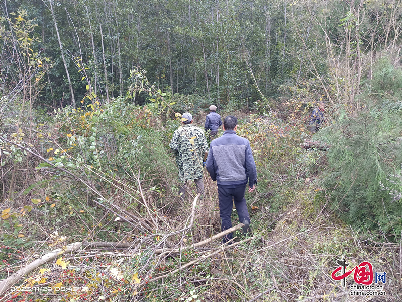 剑阁县开封镇：多措并举全面推进林长制工作走深走实