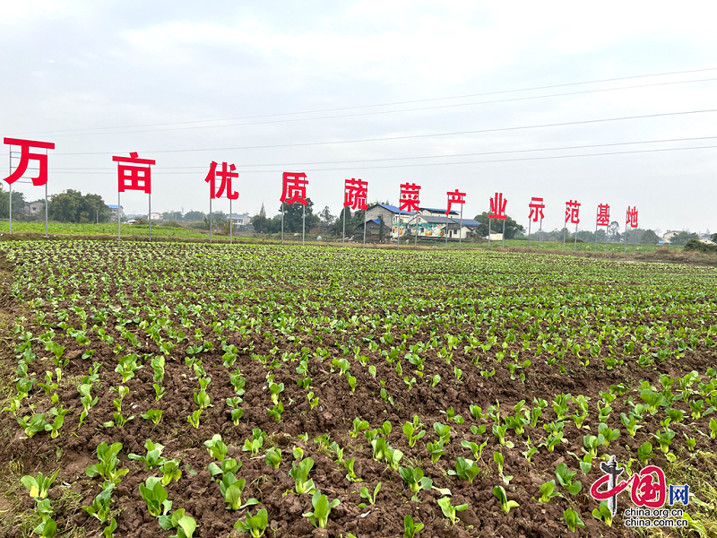 广安前锋区：做优特色食品品牌 推动青花椒产业高质量发展 