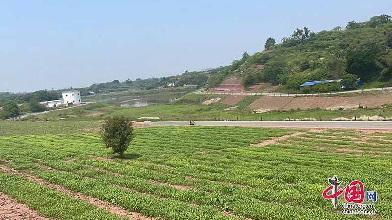 自贡大安区：三农人助力乡村振兴 全力建设宜居宜业和美乡村