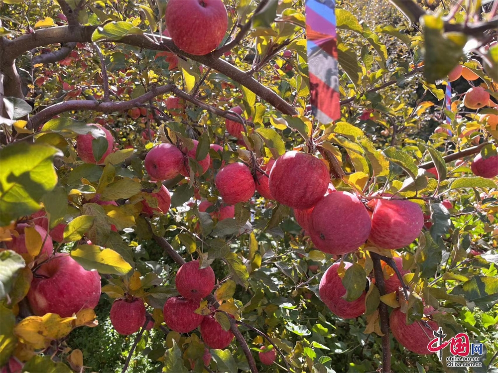 理县：糖心苹果助力乡村振兴