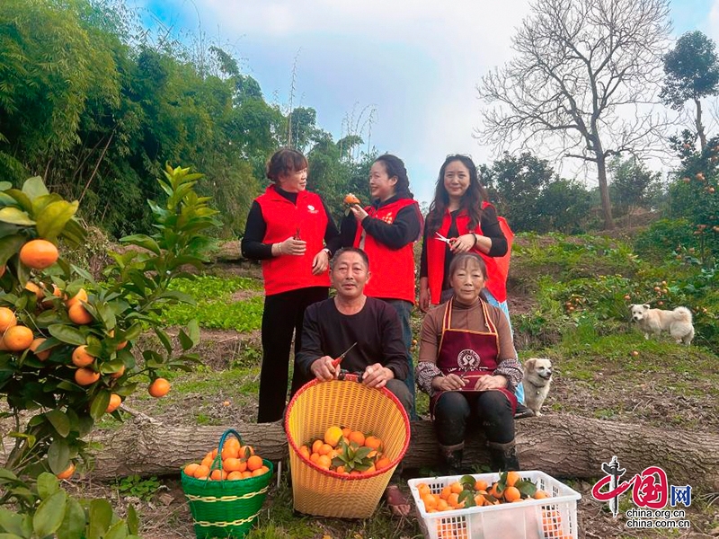 自贡：富顺农户柑橘丰收却发愁 志愿者齐出手解难题