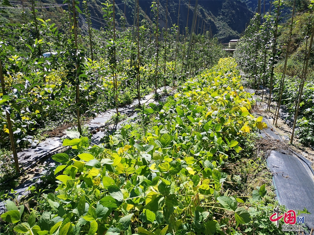 茂县瑞雪庄园：“三个一亩”立体复（套）种标准化种植模式提高土地利用率(图1)