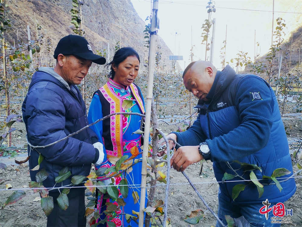 茂县瑞雪庄园：“三个一亩”立体复（套）种标准化种植模式提高土地利用率(图3)