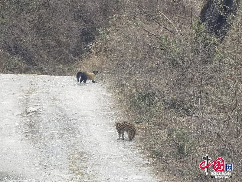 四川寶興：拍攝到國家二級保護動物豹貓與黃喉貂野外同框的畫面