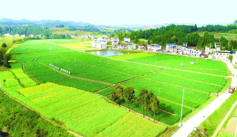 四川南充儀隴：産業領跑 打造鄉村振興樣板