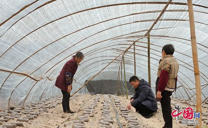 自贡市贡井区桥头镇团结村：规模化种植羊肚菌 壮大集体经济