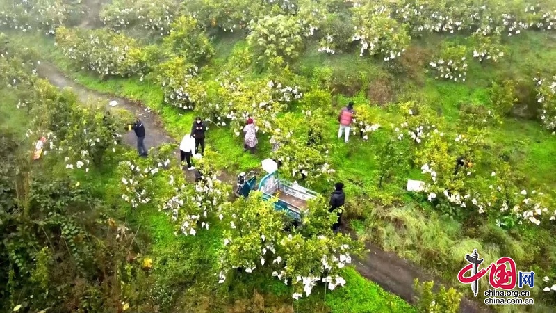 耙耙柑熟了 廣安岳池縣伏龍鎮(zhèn)迎來新年好“豐”景