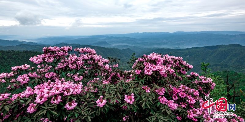 屏山縣：四級聯(lián)動 打造“四智”創(chuàng)新驅(qū)動鄉(xiāng)村振興樣板