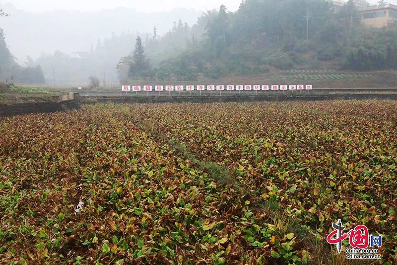 瀘州合江：新年好“豐”景 澤瀉采收忙