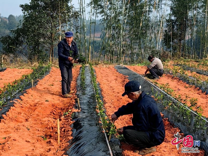 宜賓翠屏：茶園冬季管護(hù)忙 茶企新發(fā)展激發(fā)產(chǎn)業(yè)新動能