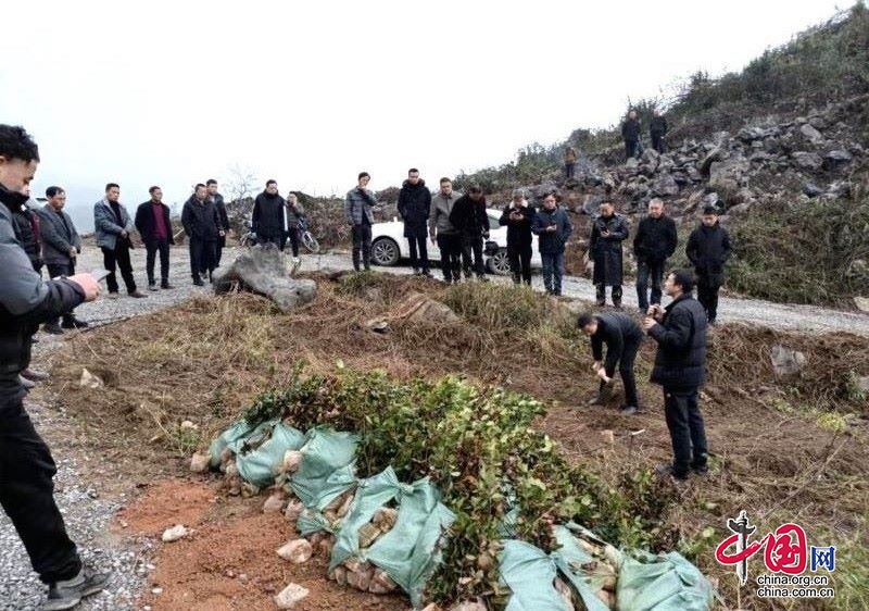 興文縣麒麟苗族鄉：加大油茶產業推進力度，保障油茶產業高質量發展