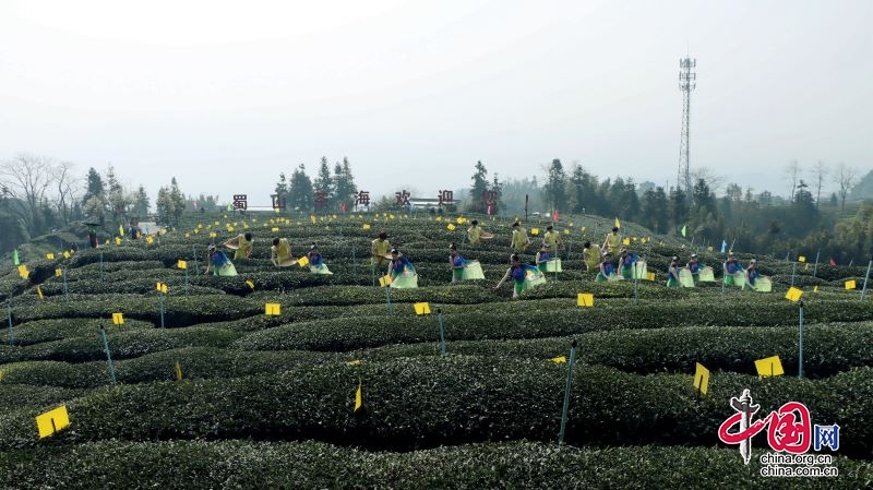 高縣早茶搶“鮮”上市 