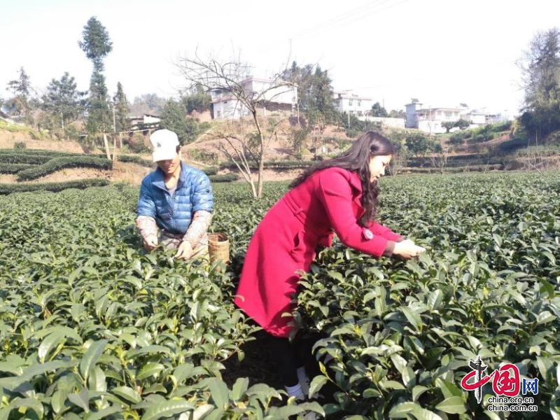 高縣羅場鎮(zhèn)：春來人忙茶飄香