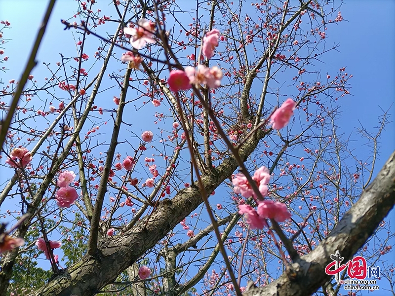 自贡富顺春色正浓 油菜花海与风筝共绘春日画卷