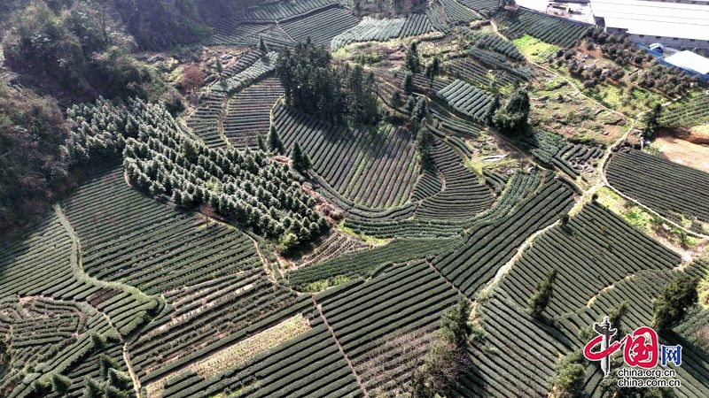 高縣：茶山吐新綠 采茶制茶忙