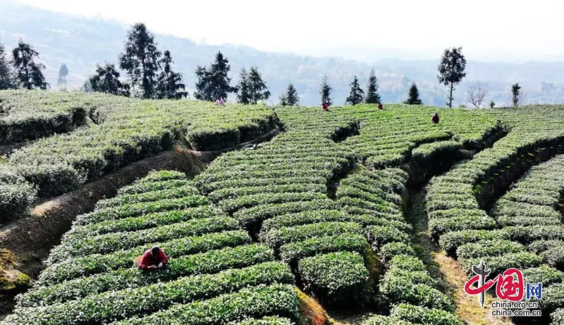 瀘州納溪：茶農(nóng)采摘增收樂 茶企搶“鮮”上市忙