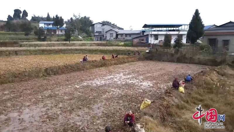 广安岳池：稻药轮作 冬闲田迎来春丰收