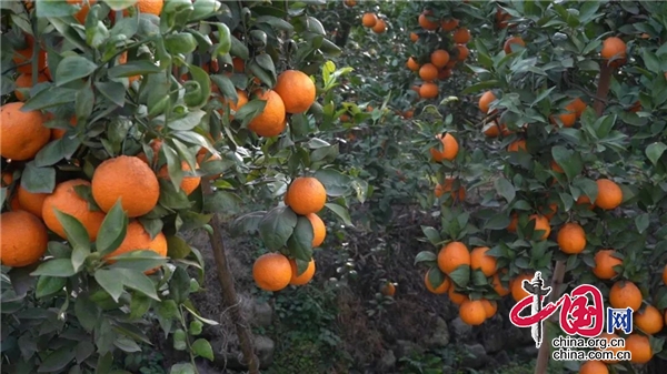 汉源2.4万亩黄果柑喜获丰收，甜蜜上市！