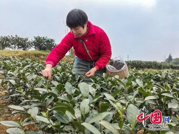 春日忙碌 從春茶採摘開始 ——雅安市名山區春茶採摘生産一線見聞