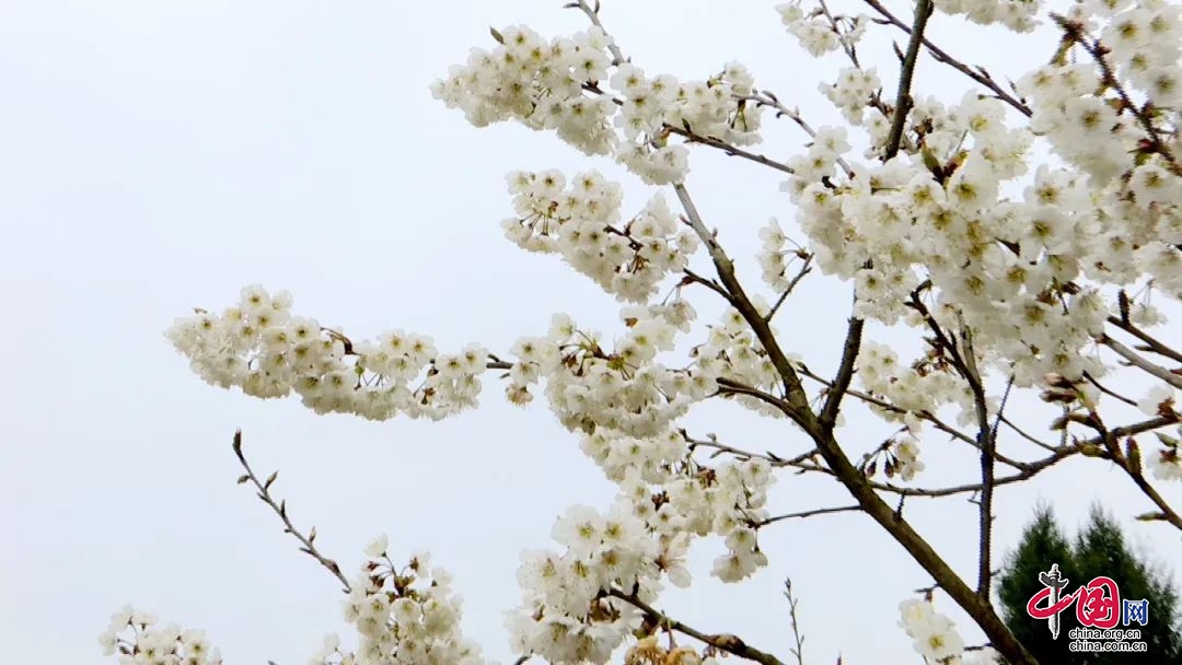 广安岳池：樱桃花开迎春来
