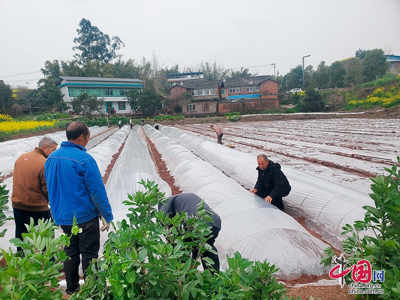 自贡市沿滩区积极推进春耕备耕工作 确保农业生产良好开局