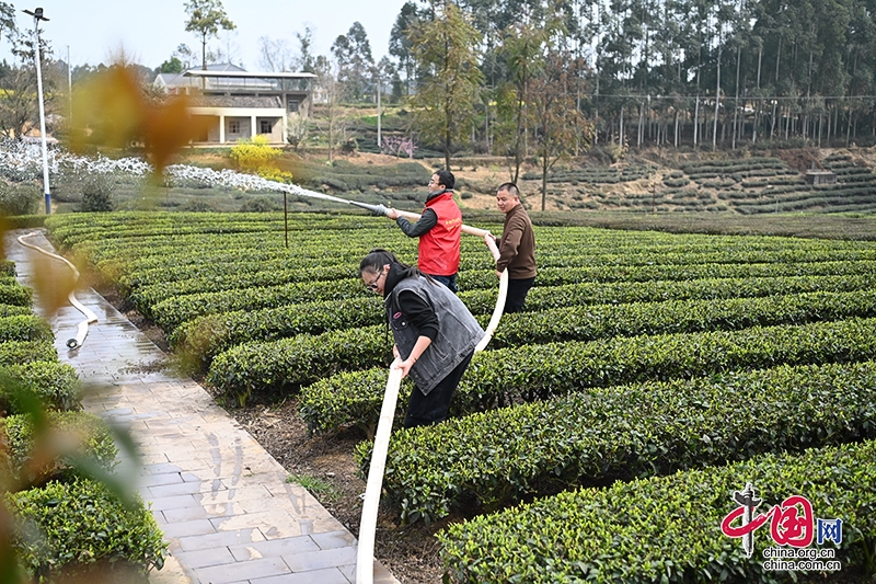 自貢榮縣來牟鎮4萬畝茶葉迎來豐收季 茶農收益顯著提升